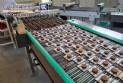 Linha completa de biscoitos laminados, rosquinhas, wafer, cream cracker 4500 kg por hora